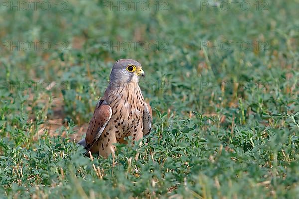 Common kestrel