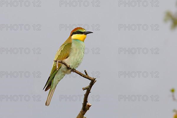 European bee-eater