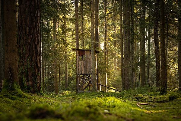 Hunter sitting in evening light and shade in dense forest