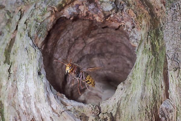 European hornet