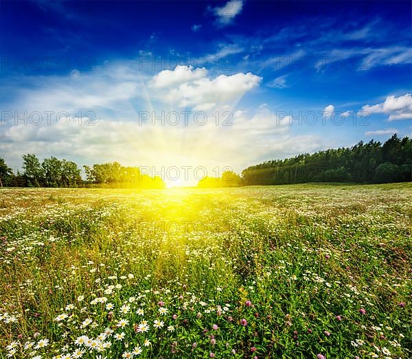 Summer blooming green meadow field with flowers with sun and blue sky