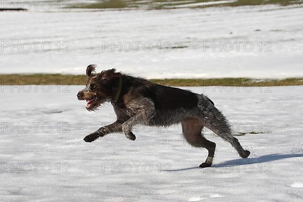 Hunting dog Bohemian Raubart