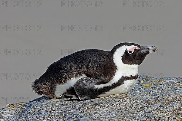 African penguin