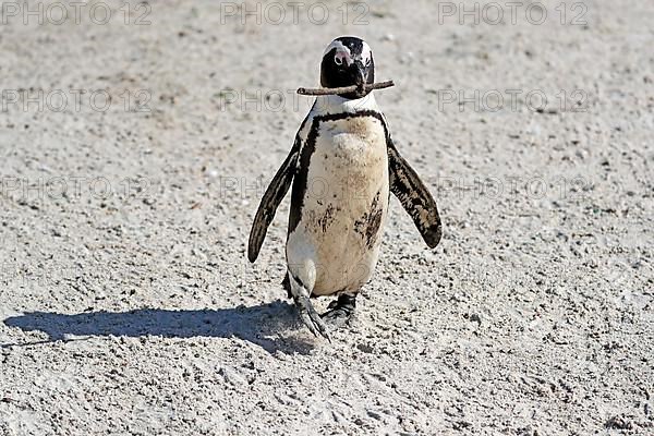 African penguin