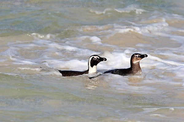 African penguin