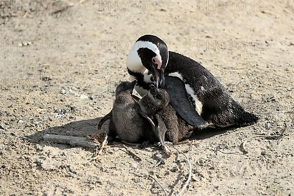 African penguin