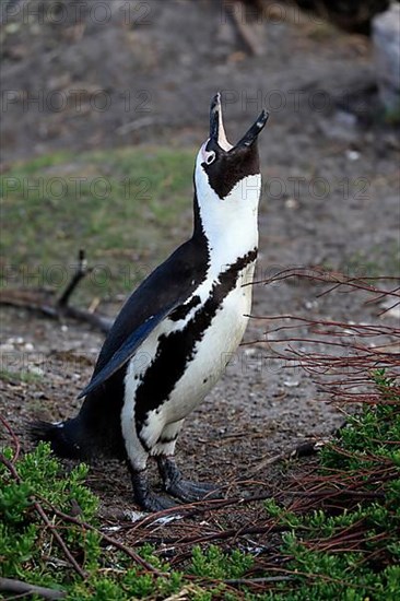 African penguin