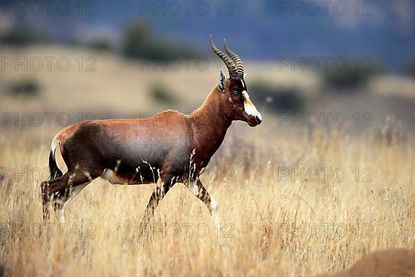 Bontebok