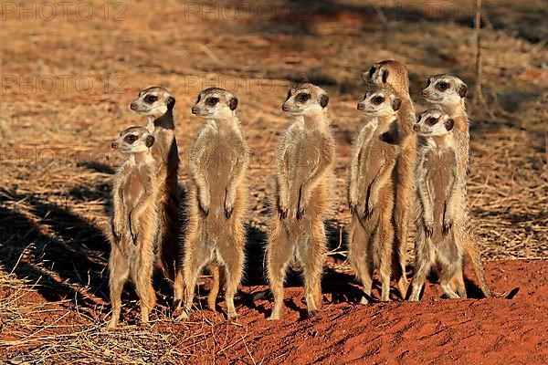 Meerkats