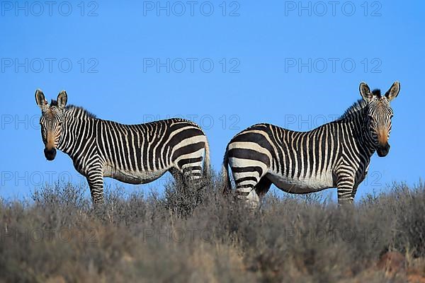 Cape Mountain Zebra