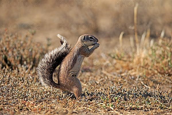 Cape ground squirrel