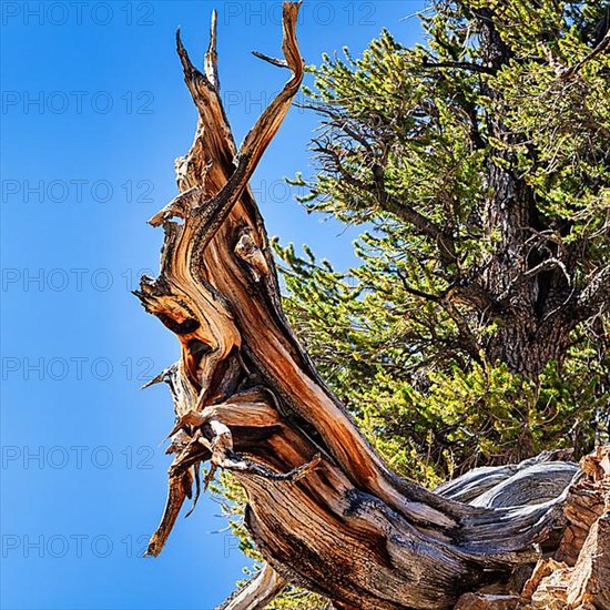 Gnarled tree trunk