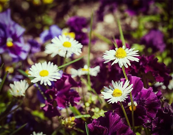 Vintage retro effect filtered hipster style image of blooming field flowers camomile