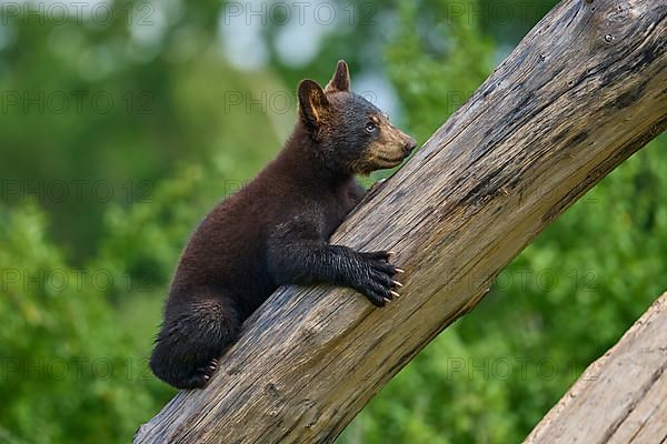 Black bear