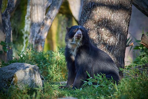 Sun bear