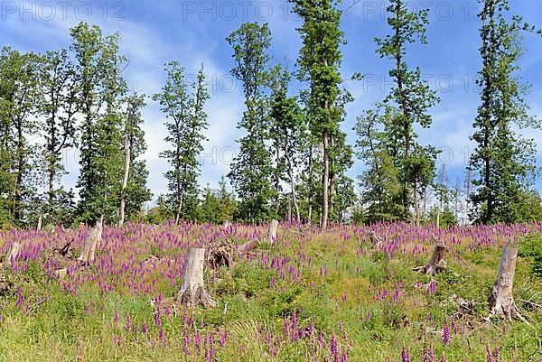 Common foxglove