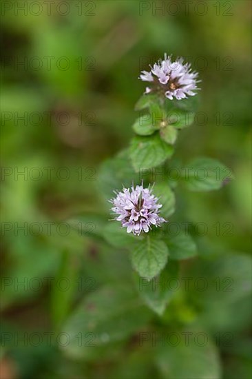 Water mint