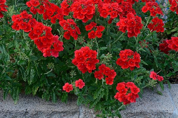 Flowering verbena