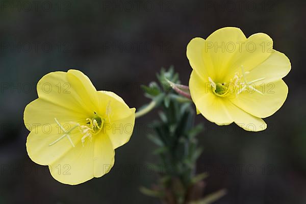 Common evening primrose