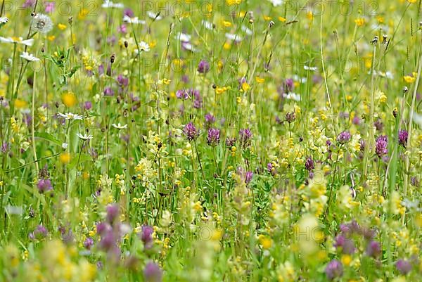 Mountain meadow with wildflowers