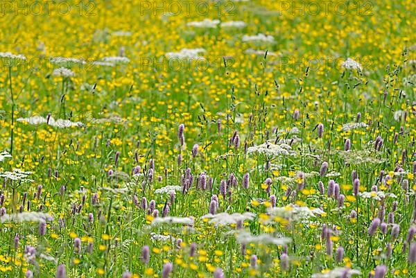 Mountain meadow with wildflowers