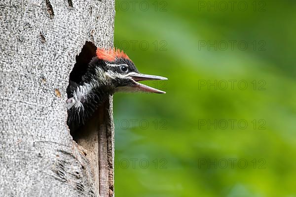 A hungry young pileated woodpecker