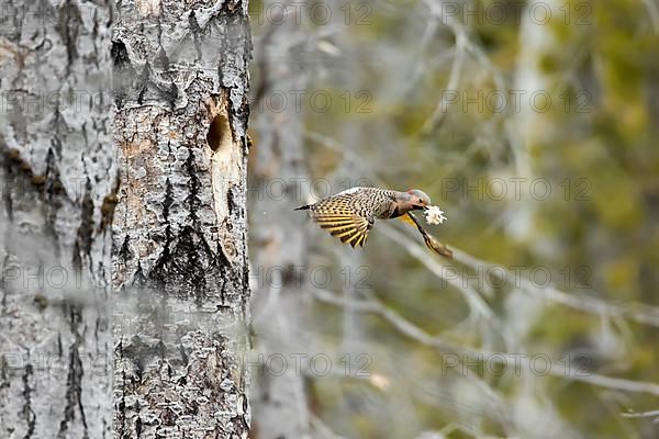 Northern flicker