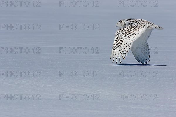 Snowy owl