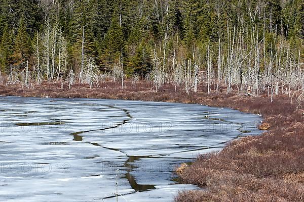 Thaw lake in spring