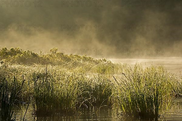 Marshland and mist at dawn