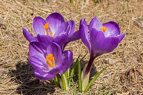 Spring crocus growing in a private garden. Crocus vernus. 'Pickwick' flowers