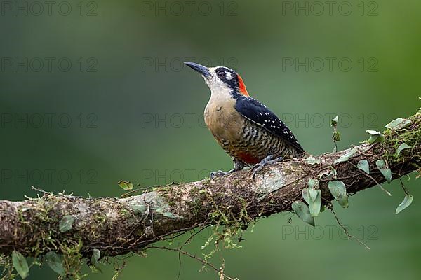 Black-cheeked woodpecker