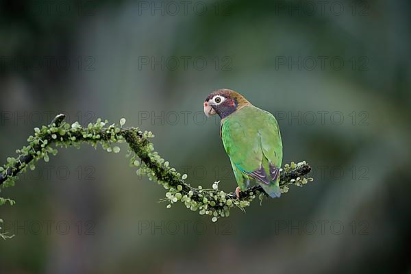 Brown-hooded parrot