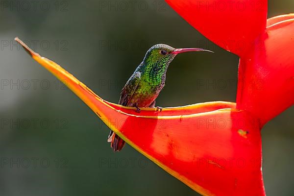 Rufous-tailed hummingbird