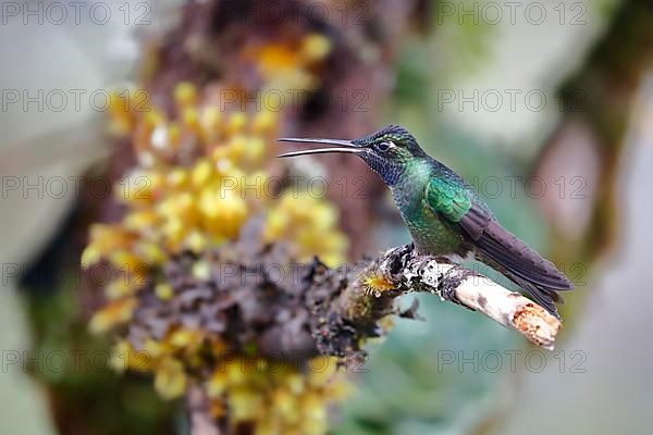 Talamanca hummingbird