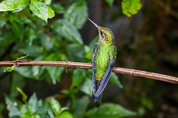 Green-crowned brilliant