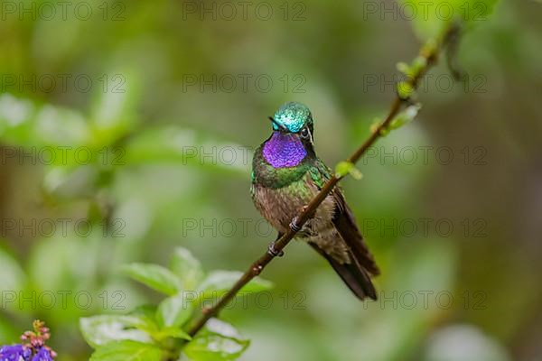 Purple-throated nymph