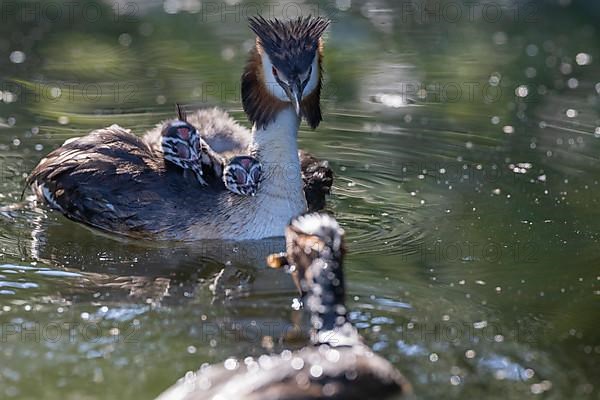 Great Crested Grebe