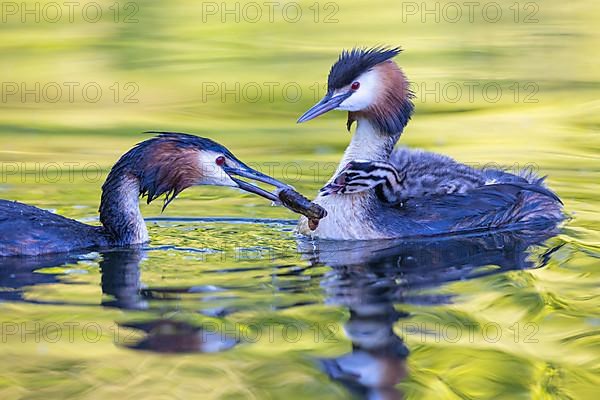 Great Crested Grebe