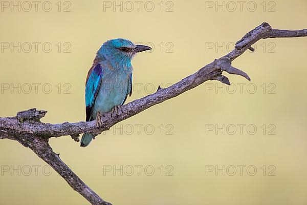 European roller