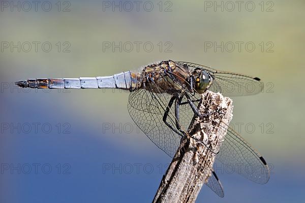 Black-tailed skimmer