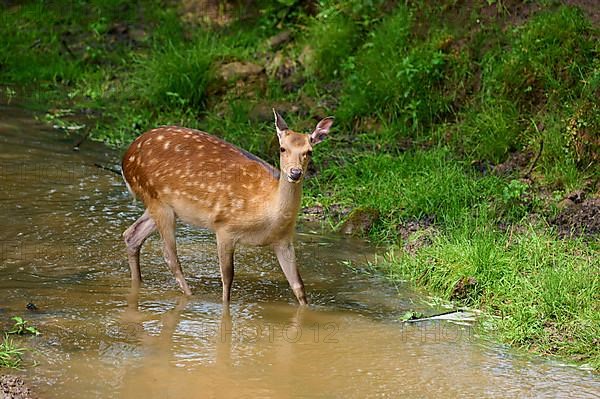 Sika Deer