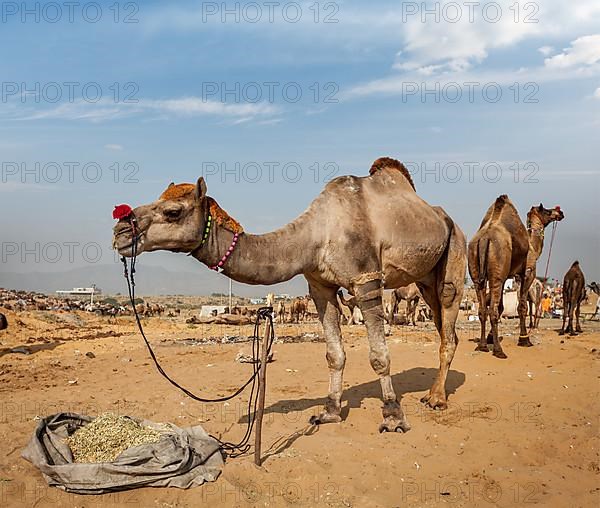 Camels at Pushkar Mela