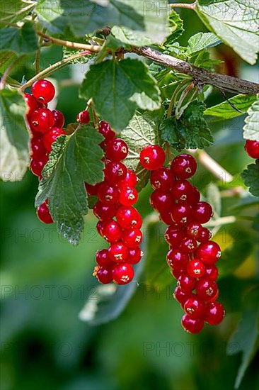 Redcurrant