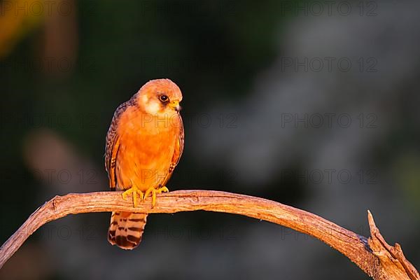 Red-footed Falcon