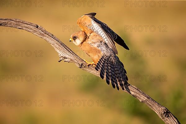 Red-footed Falcon