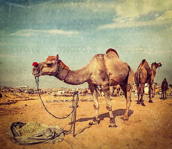 Vintage retro hipster style travel image of camels at Pushkar Mela