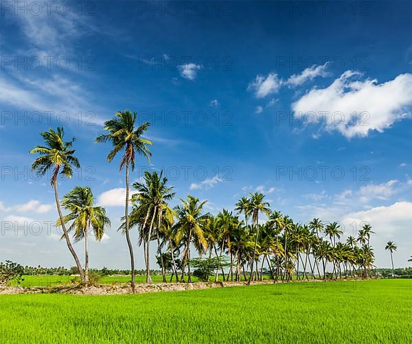 Rural Indian scene