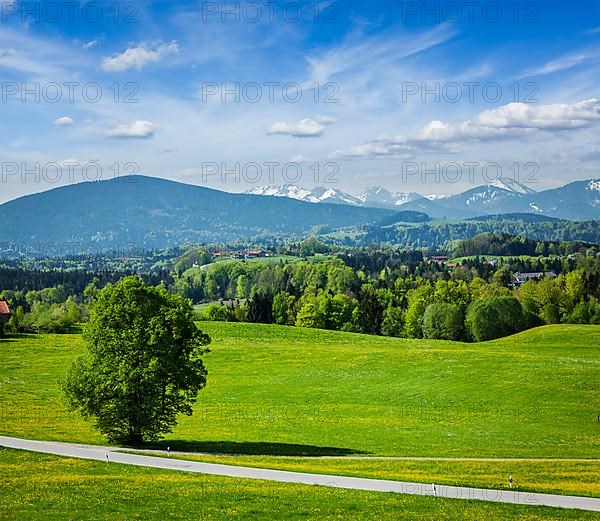 Road in pastoral german countryside with Bavarian Alps in background in summer
