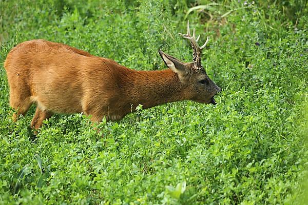 European roe deer